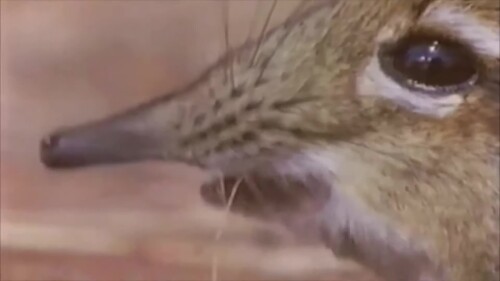 Take-a-closer-look-at-that-meme.mp4